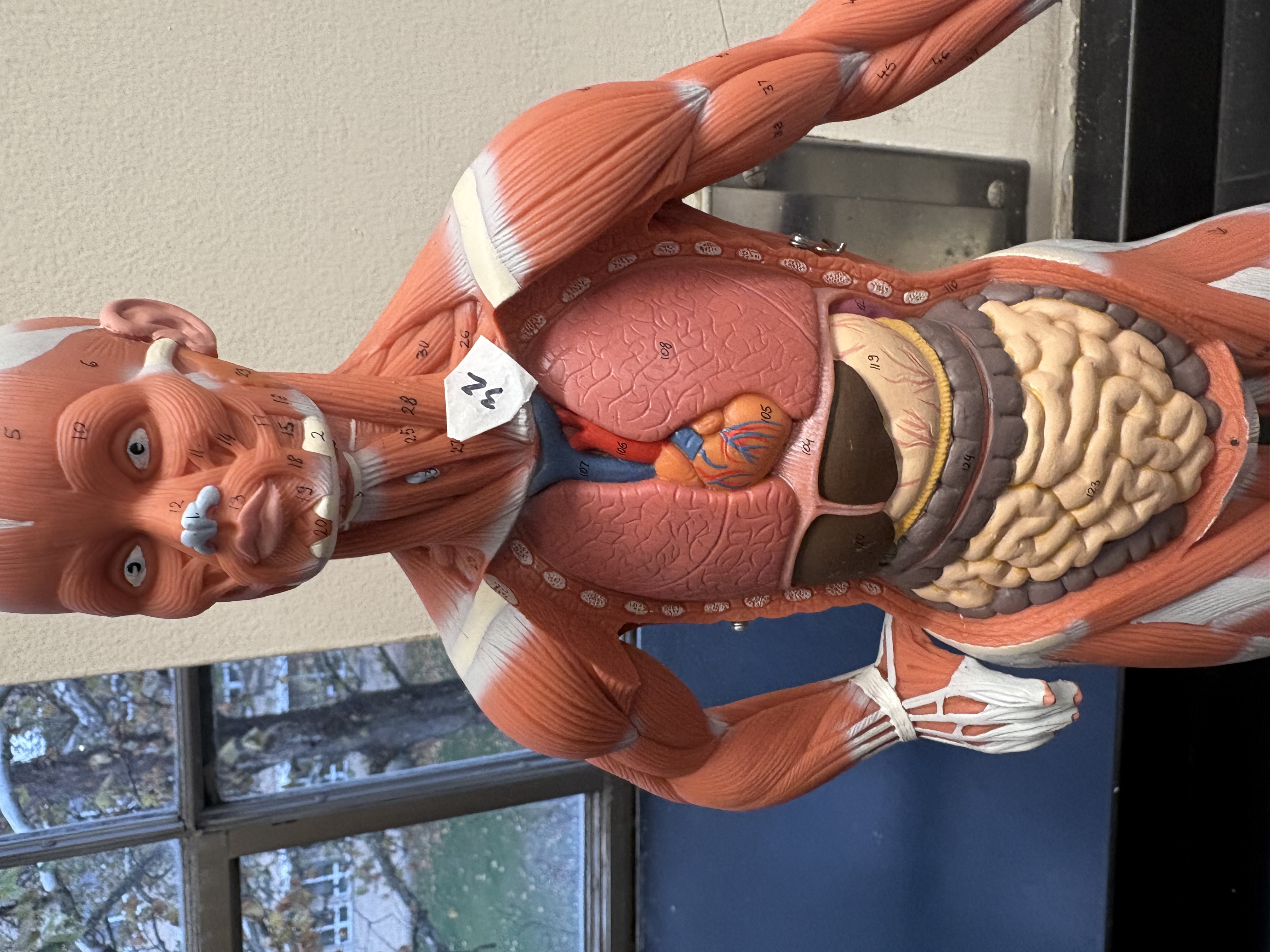 <p>depresses larynx and hyoid bone (32)</p>