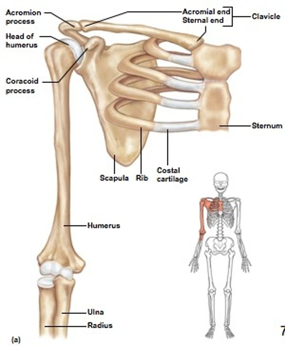 <p>The shoulder or pectoral girdle is defined as the polyarticular complex extending from the base of neck to inferior edge of major pectoralis muscle.</p><p>CONNECTS THE UPPER LIMB TO THE AXIAL SKELETON</p>