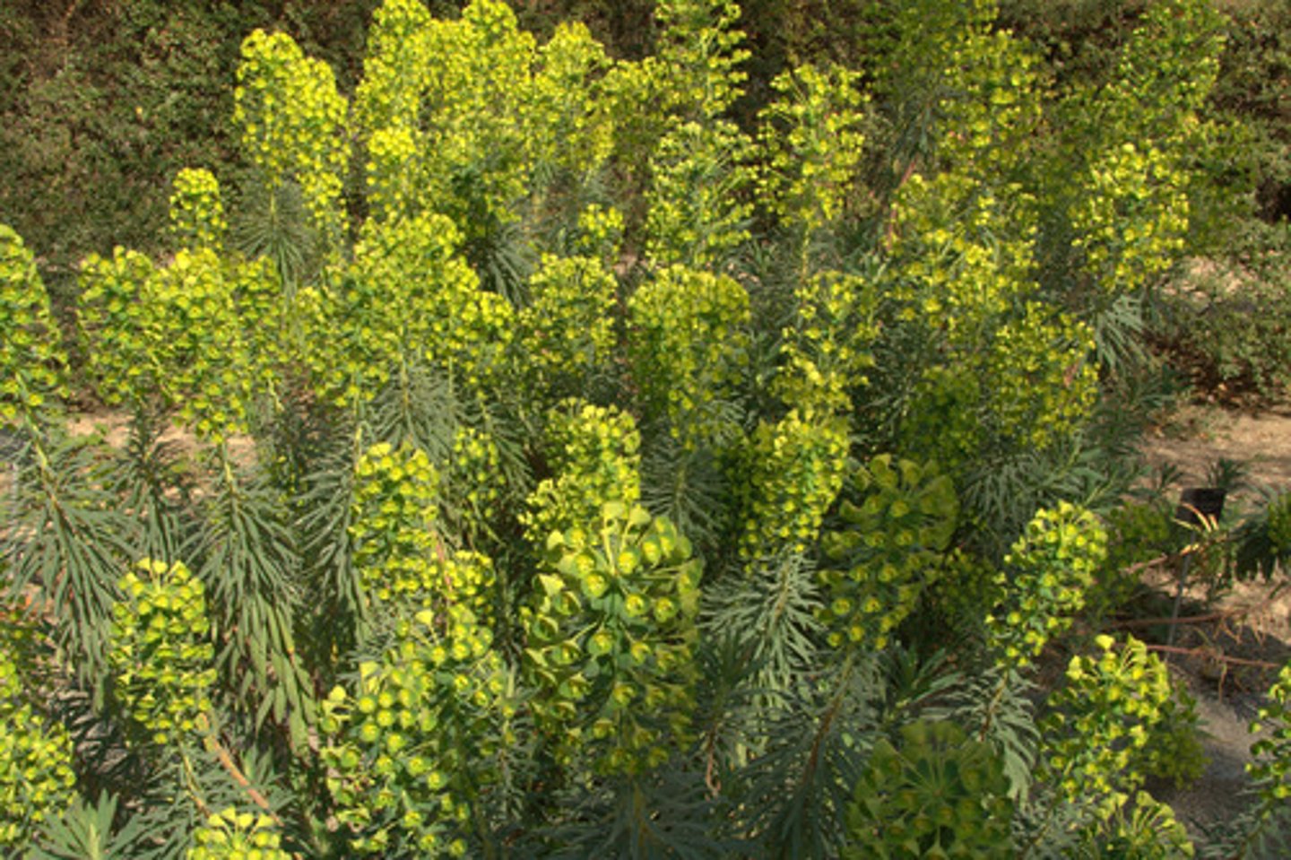 <p>a shade of green tinged with yellow</p>