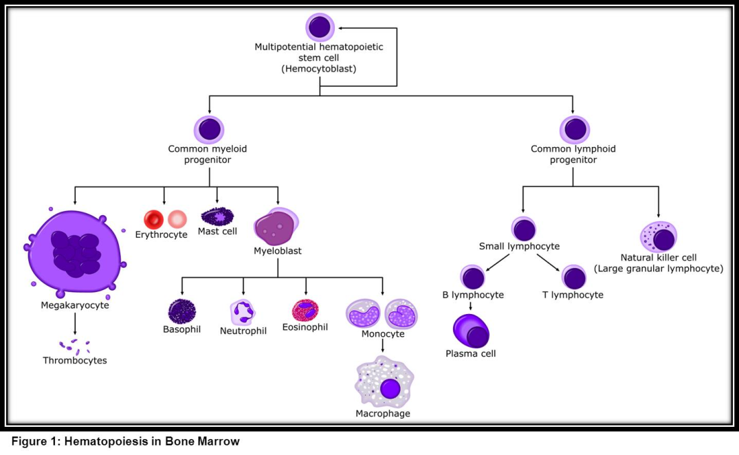 <p>Cells that can generate multiple types of cells of an organism</p><p>Ex:In embryos and skin cells </p>