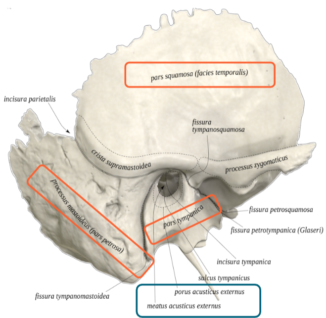 <p>= slaapbeen</p><ol><li><p>squameuze deel</p></li><li><p>mastoidaal deel</p></li><li><p>tympanisch deel</p></li></ol><p>latijn: meatus acousticus externus (ma externus)/UGG</p><p>begin van tympanisch deel: porus acusticus externus</p><ol start="4"><li><p>petreuze deel = os petrosum = rotsbeen</p></li></ol><ul><li><p>middenoor</p></li><li><p>binnenoor</p></li><li><p><mark data-color="yellow" style="background-color: yellow; color: inherit;">meatus</mark> acousticus internus en prous acusticus internus</p></li></ul><p><mark data-color="yellow" style="background-color: yellow; color: inherit;">doorgang</mark></p>