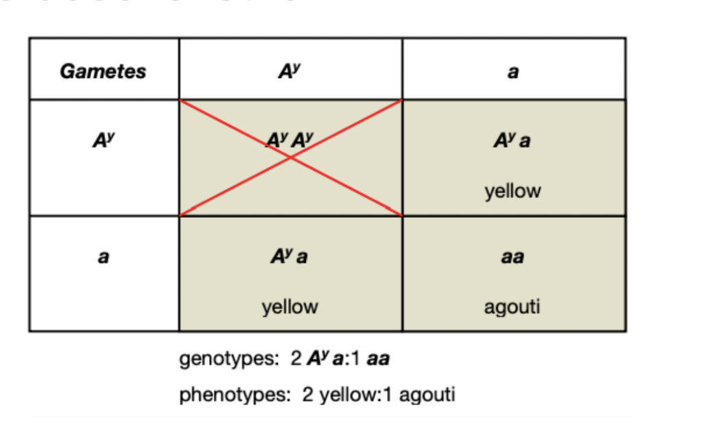 <p>some genotypes can result in death and do not appear in the offspring of a cross</p>