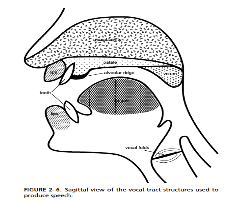 <ul><li><p>lips</p></li><li><p>upper teeth</p></li><li><p>tongue</p></li><li><p>alveolar ridge</p></li><li><p>hard palate</p></li><li><p>velum</p></li><li><p>uvala</p></li><li><p>pharynx</p></li><li><p>epiglottis</p></li></ul><p></p>
