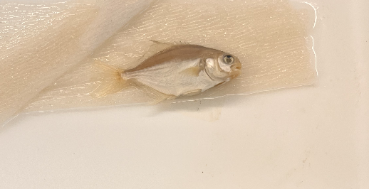 <p>Florida Pompano are fast so they run <strong>trac</strong>k to the <strong>carolina</strong>s to get the <strong>carna</strong>ge</p>