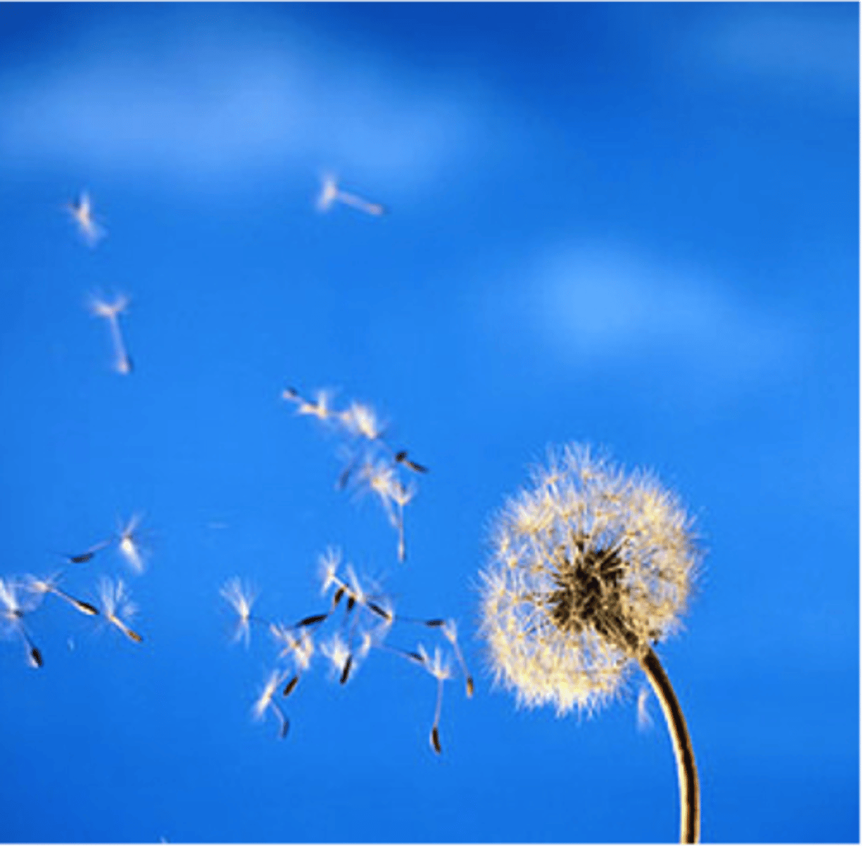 <p>to cause something to break up</p>