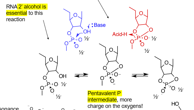 <p>acid/base catalysis</p><p>base deprotonates 2’ OH, while the oxygen bonds with the phosphate attached on the C3, and the phosphate then loses an oxygen to an acid</p><p>for this to occur, RNA must be unstructured, so that the C2 OH is close enough to the phosphate. trna and rrna is not as susceptible to RNAses/ hydrolysis</p>