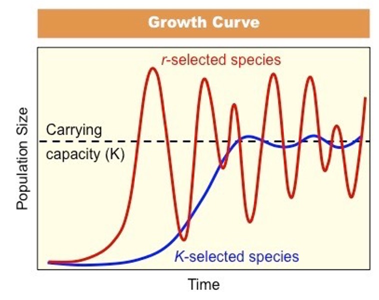 <p>these species have reproductive strategies that are better adapted to pioneer and climax communities</p>
