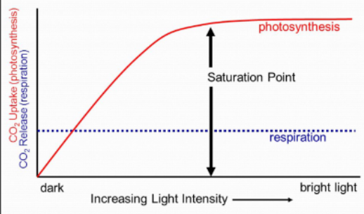 <p>level of light intensity at which rate of photosynthesis = rate of respiration</p>