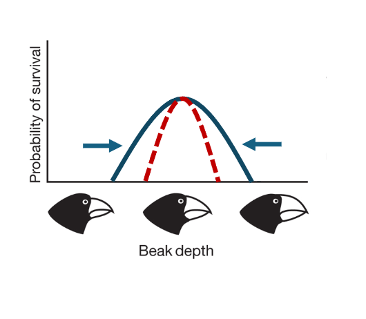 <p>when the middle phenotype is favoured, and the extreme ones are unfit, so the avarage stays relatilvely unchanged.&nbsp;</p>