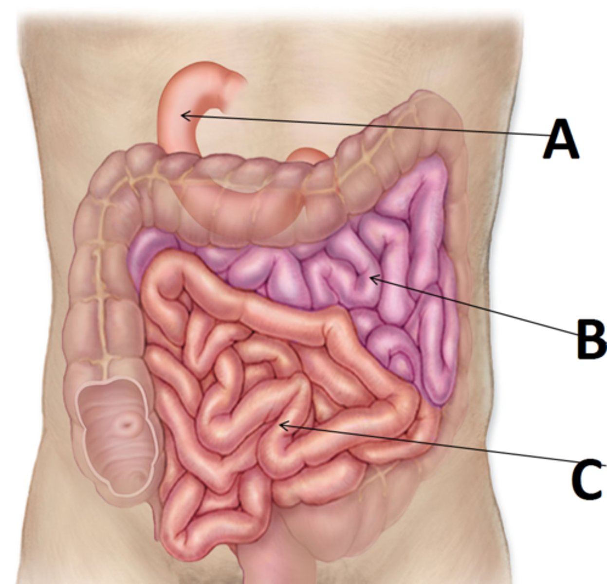 <p>(C) Ileum, (A) Duodenum, (B) Jejunum</p>