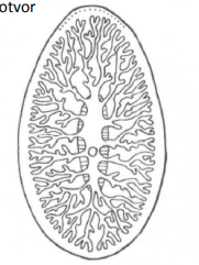 <p>typ střeva</p>