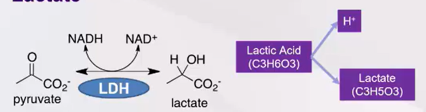 <ul><li><p>Glucose has 6 Carbon molecules — split in 3 (pyruvate) <mark data-color="purple" style="background-color: purple; color: inherit;">(end of anaerobic portion of glycolysis)</mark></p></li></ul><p></p><ol><li><p><strong><em><u>Low enough rate for an oxidative process</u></em></strong></p></li></ol><ul><li><p>Pyruvate becomes acetyl coenzyme A</p></li><li><p>Goes into Krebbs cycle&nbsp;</p></li></ul><p></p><ol start="2"><li><p><strong><em><u>High enough rate (no O2)</u></em></strong></p></li></ol><ul><li><p>Pyruvate becomes lactate <mark data-color="purple" style="background-color: purple; color: inherit;">(Fermentation)</mark></p></li></ul><p></p><ol start="3"><li><p>End of Pyruvate conversion - <span style="color: rgb(201, 63, 219);"><strong>LDH (Lactate Dehydrogenase)</strong></span></p></li></ol><ul><li><p>Enzyme that manages reversible reaction between lactate and pyruvate</p></li></ul><p></p><ol start="4"><li><p>End result = H+ , Lactate produced</p></li></ol><ul><li><p><span style="color: red;">X</span> Increases acidity</p></li></ul><p></p>