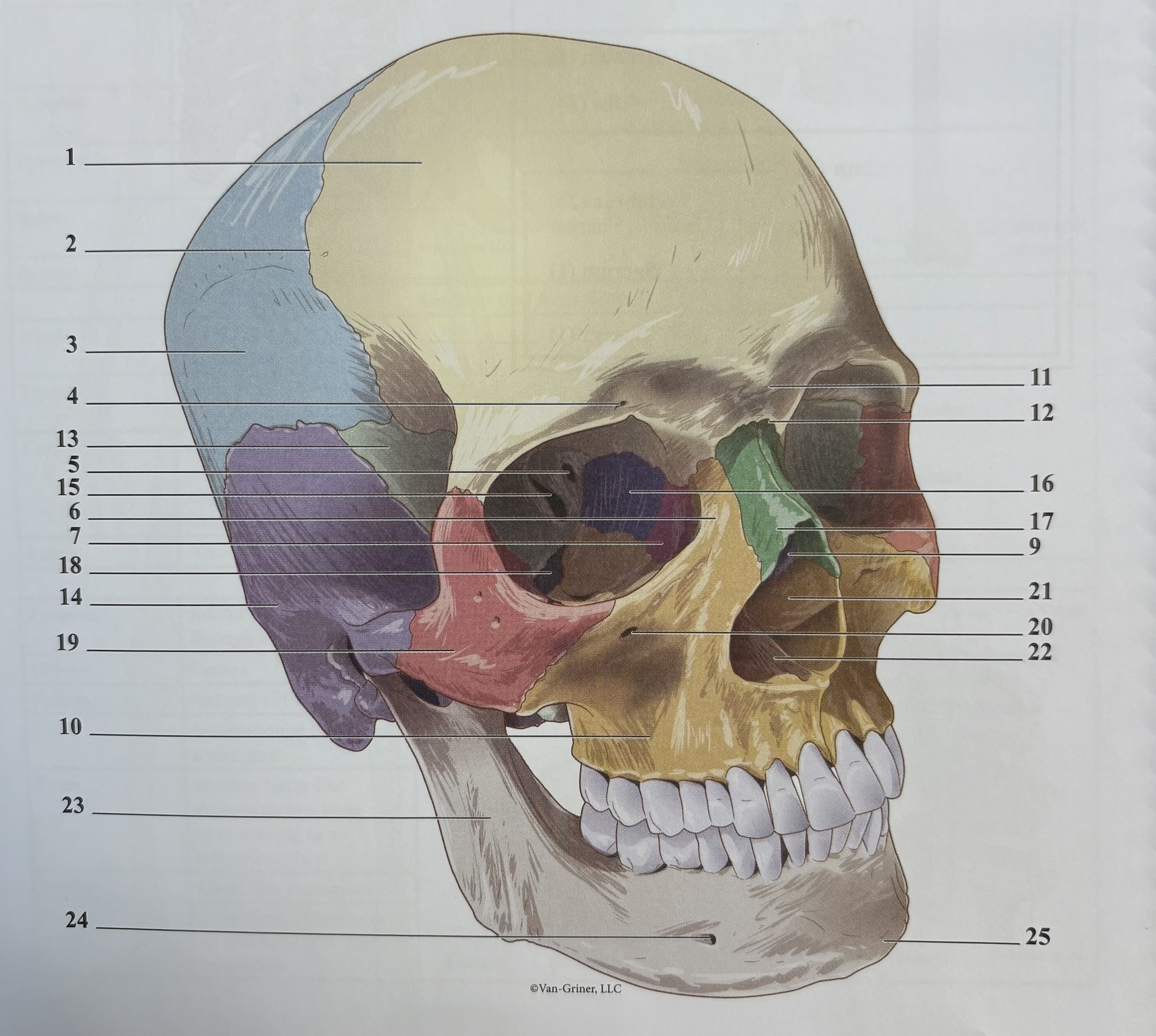 <p>9?</p>