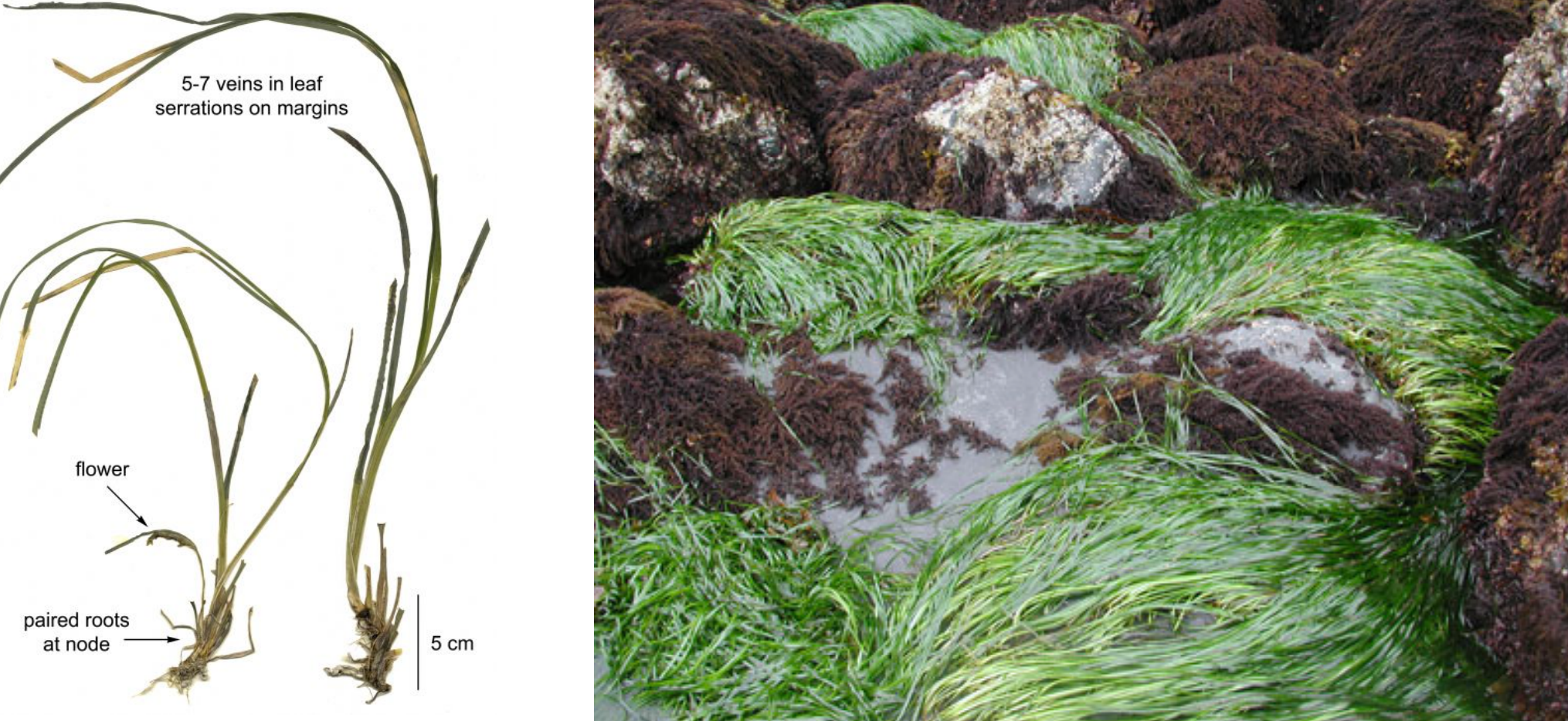 <p>Serrulated Surfgrass</p>