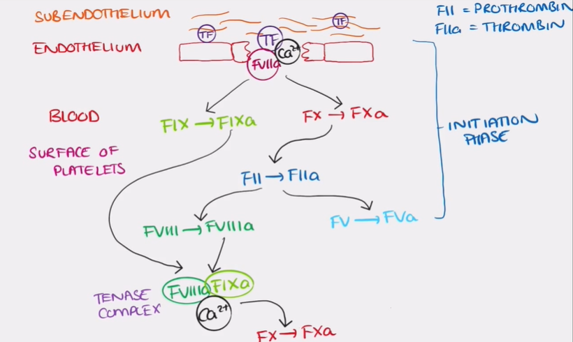 <p>initiation phase of in vivo pathway</p>