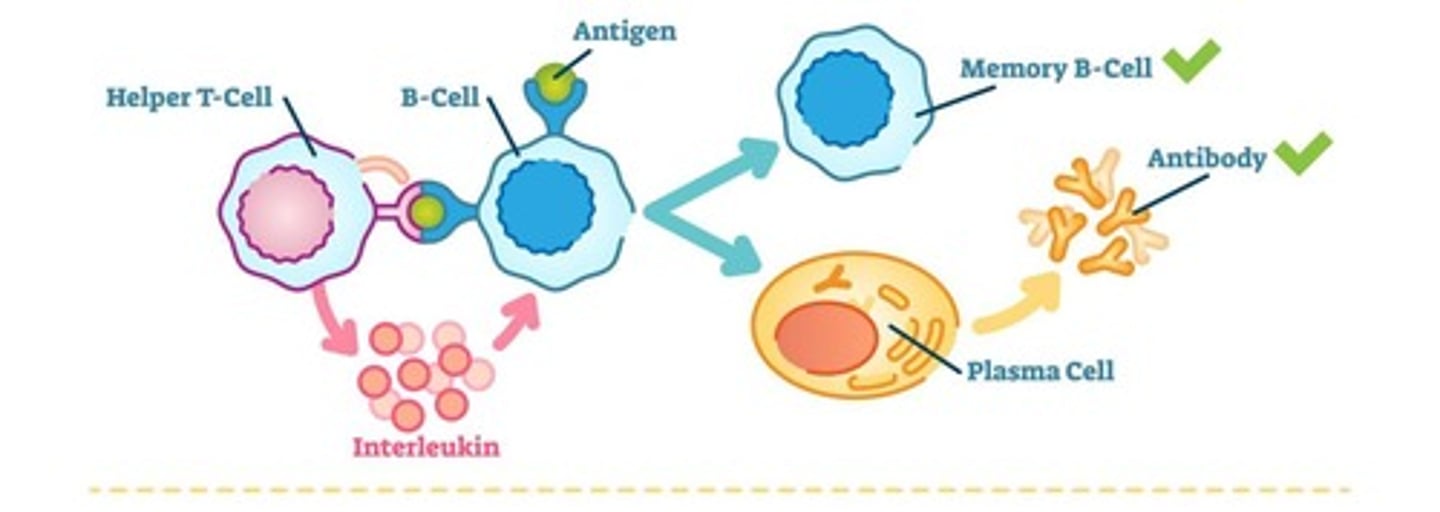 <p>B cells respond to helper T cells, marking pathogens for destruction without directly attacking infected cells.</p>