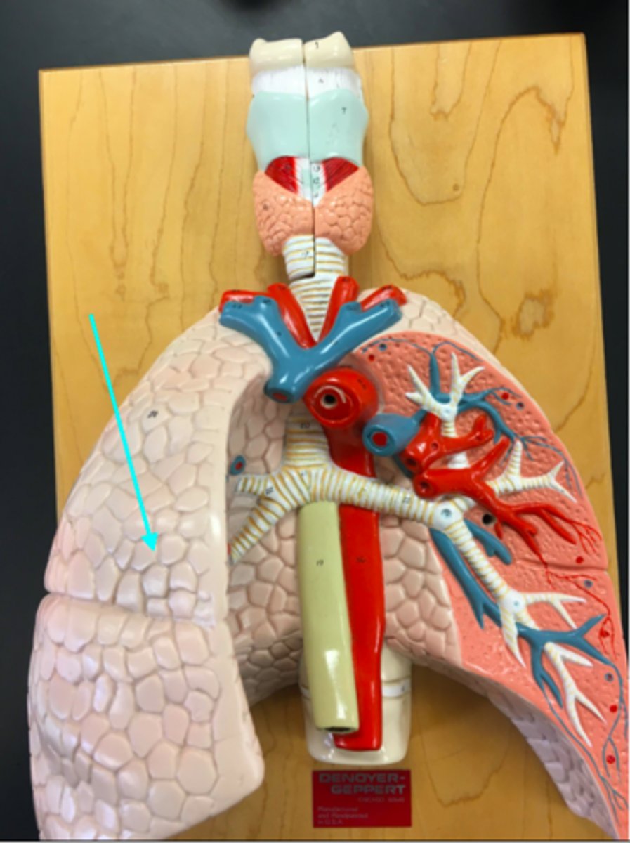 <p>What structure of the heart/lung model is the blue arrow pointing at?</p>
