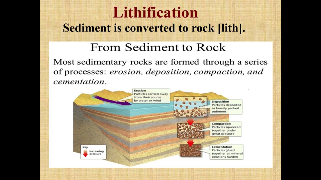 <p>Lithification</p>