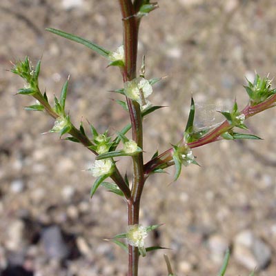 <p>What is this plant’s scientific name?</p>