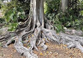 <p>The roots come from trees</p>