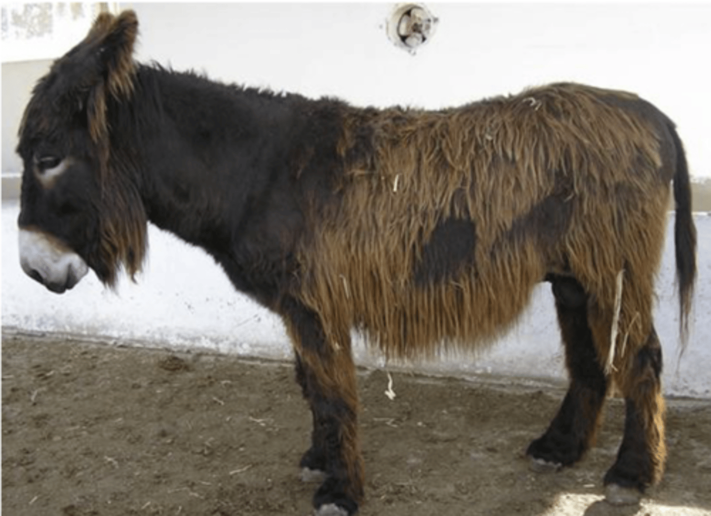 <p>Donkey, fluffy, dark brown, spain</p>