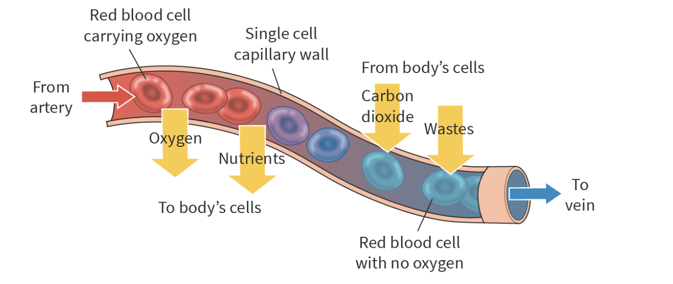 <ul><li><p>Provides oxygen and nutrients to the body’s cells</p></li><li><p>Release waste and carbon dioxide from the body’s cells</p></li></ul><p></p>