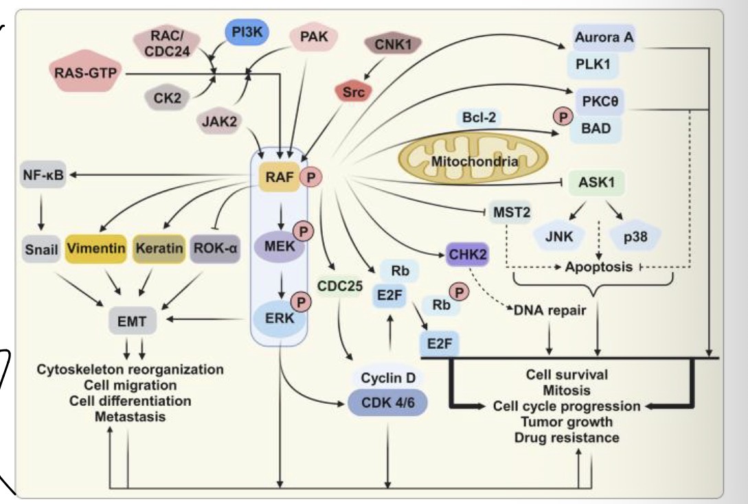 <p>Which of the proteins on this map would be ideal targets for cancer treatment? Why?</p>