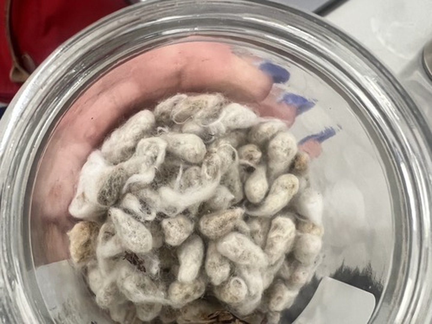 <p>- IFN #/Category (5) protein source</p><p>- AAFCO Category - plant protein product</p><p>- Feed Type - protein</p>