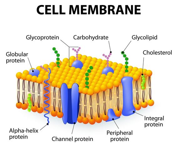 <ul><li><p>phospholipid bilayer that surrounds the entire cell</p></li><li><p>regulates what comes into and out of the cell and protects the cell interior from the extracellular space</p></li></ul><p></p>