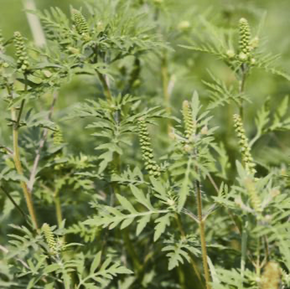 <p>They provide accessible insects, which are essential for poult development.</p>