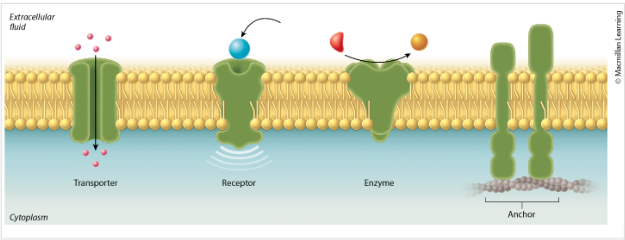<ol><li><p>Transport </p></li><li><p>Enzymatic activity</p></li><li><p>Signal transduction</p></li><li><p>Cell-cell recognition</p></li><li><p>Intercellular joining</p></li><li><p>Attachment to the cytoskeleton and extracellular matrix (ECM)</p></li></ol><p></p>