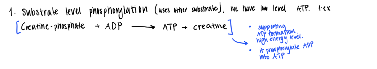 <p></p><p><span style="font-family: &quot;Times New Roman&quot;, serif">Ingesting creatine —&gt; higher concentration creatine —&gt; increased level of creatine phosphate, this is used to phosphyrolize ADP back to ATP for energy generation. </span></p>