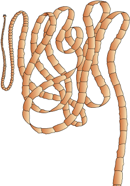 <p>Taenia (Tapeworm)</p>