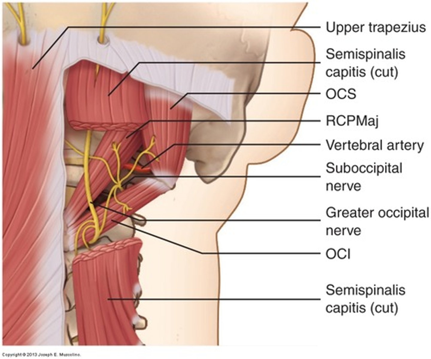 <p>suboccipital nerve (C1)</p>