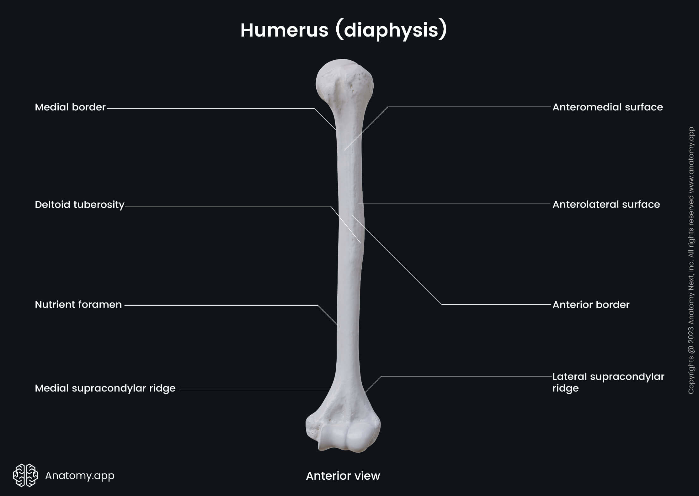 <p>Humerus </p>