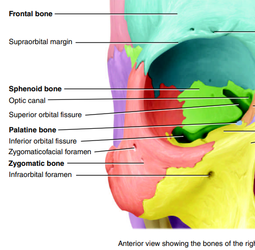 <p>desc. → cheekbones</p><p>function → shape n structure</p>
