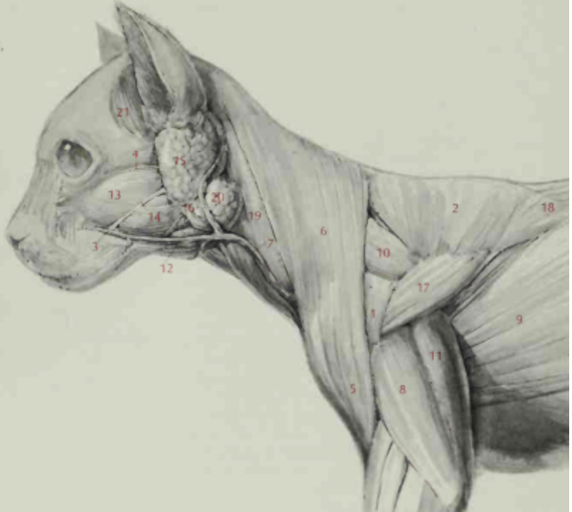 <p>Latissimus dorsi</p>