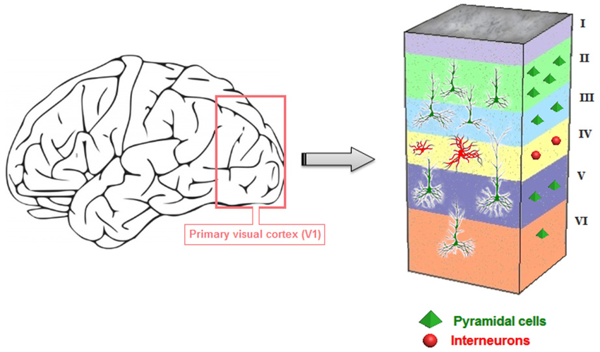 <p>project to higher cortical areas of the visual cortex, V2-V5, for further processing of information</p>