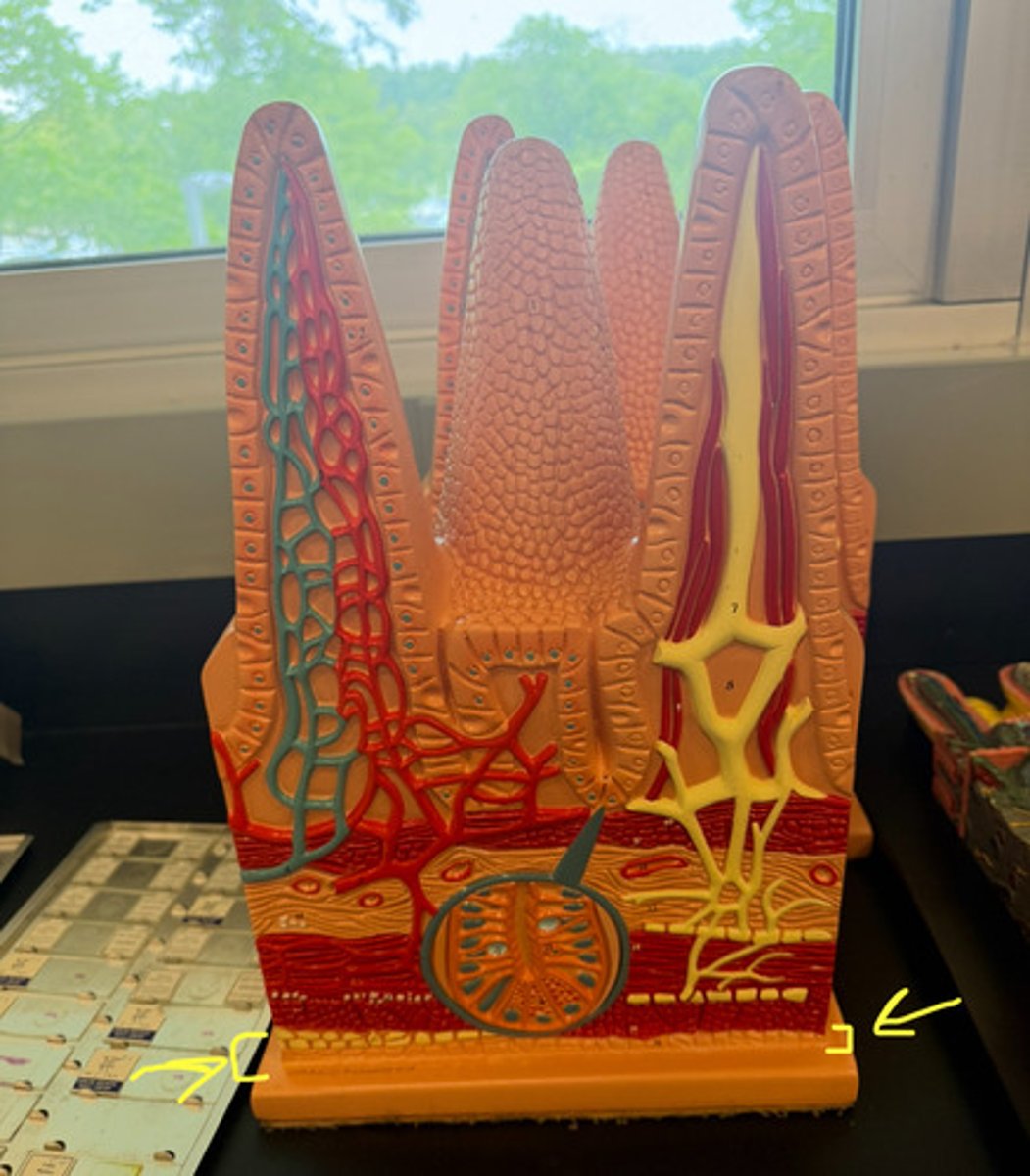 knowt flashcard image