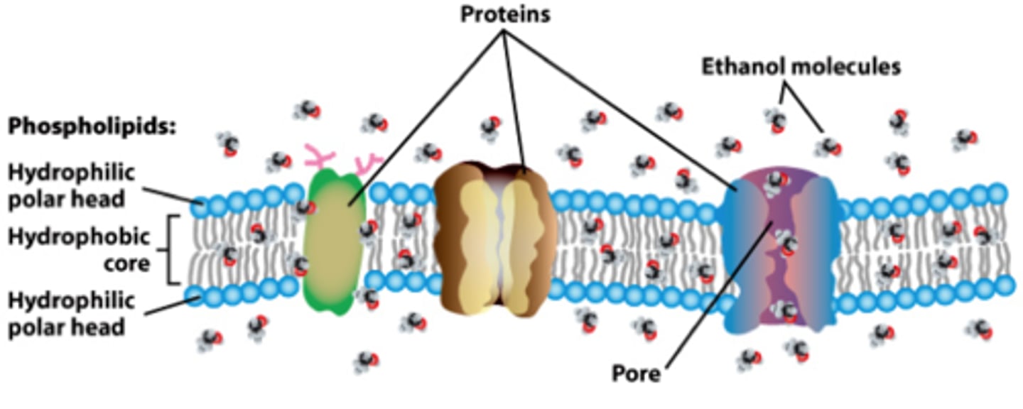 <p>Alcohol dissolves the phospholipid bilayer, therefore the higher the alcohol concentrations, the more permeable the membrane becomes</p>