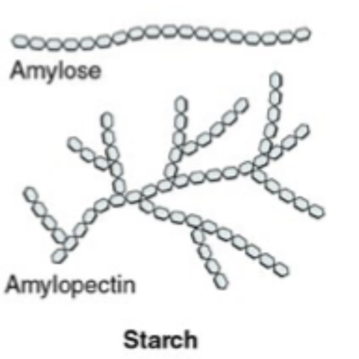<p><span>Based on their structure, would amylose or amylopectin make starch more difficult to digest (structurally stronger)?&nbsp;</span></p>