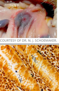 <p>What is this condition in a ferret and its causative agent?</p>