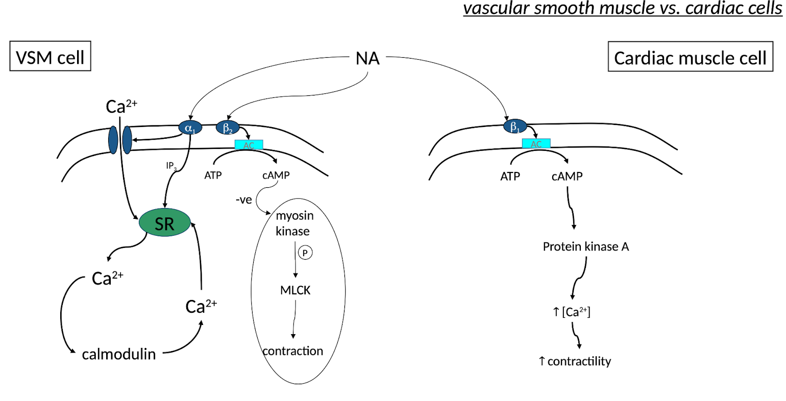 <p><strong><u>Vascular Smooth Muscle</u></strong></p><p><u>Main receptor: </u><strong><u>α1</u></strong></p><p><span>1⃣</span> Noradrenaline binds α1 receptor → α1 is coupled to <strong>Gq</strong></p><p><span>2⃣</span> Gq activates phospholipase C (PLC)</p><p><span>3⃣</span> PLC cleaves PIP₂ into:</p><ul><li><p><strong>IP₃</strong></p></li><li><p><strong>DAG</strong></p></li></ul><p><span>4⃣</span> IP₃ increases intracellular Ca²⁺</p><ul><li><p>IP₃ binds receptors on sarcoplasmic reticulum</p></li><li><p>Ca²⁺ is released into cytoplasm ↑ intracellular Ca²⁺</p></li></ul><p><span>5⃣</span> Ca²⁺ binds calmodulin → Forms Ca²⁺–calmodulin complex</p><p><span>6⃣</span> Ca²⁺–calmodulin activates MLCK</p><p>(MLCK = Myosin Light Chain Kinase)</p><p><span>7⃣</span> MLCK phosphorylates myosin light chains</p><p>→ Allows actin–myosin interaction<br>→ Cross-bridge cycling</p><p><mark data-color="#b6ccb3" style="background-color: rgb(182, 204, 179); color: inherit;"><span>8⃣</span> Result: Smooth muscle contraction → </mark><strong><mark data-color="#b6ccb3" style="background-color: rgb(182, 204, 179); color: inherit;">Vasoconstriction</mark></strong></p><p><strong><u>β2 Receptors:</u></strong></p><ul><li><p><span>1⃣</span> <strong>β2 receptor activation</strong><br>→ Coupled to <strong>Gs</strong></p><p><span>2⃣</span> <strong>Gs activates adenylyl cyclase (AC)</strong><br>→ Converts <strong>ATP → cAMP</strong></p><p><span>3⃣</span> <strong>↑ cAMP - inhibitory effect by activating PKA</strong></p><p><span>4⃣</span> <strong>PKA inhibits myosin light chain kinase (MLCK)</strong></p><p>MLCK is the enzyme that phosphorylates myosin → allows contraction.</p><p>So when PKA inhibits MLCK:</p><ul><li><p>↓ Myosin phosphorylation</p></li><li><p>↓ Actin–myosin interaction</p></li><li><p><mark data-color="#dec1c1" style="background-color: rgb(222, 193, 193); color: inherit;">→ </mark><strong><mark data-color="#dec1c1" style="background-color: rgb(222, 193, 193); color: inherit;">Smooth muscle relaxation (vasodilation)</mark></strong></p></li></ul></li></ul><p></p><p><strong><u>Cardiac Muscle Cell</u></strong></p><p>Main receptor: <strong>β1</strong></p><ul><li><p>NA → <strong>β1 receptor</strong></p></li><li><p>Coupled to <strong>Gs</strong></p></li><li><p>Gs → Adenylyl cyclase</p></li><li><p>↑ cAMP</p></li><li><p>Activates PKA</p></li><li><p>PKA increases Ca²⁺ entry</p></li><li><p>↑ Ca²⁺ availability inside cardiac cells</p></li></ul><p>Effects:</p><ul><li><p>↑ Heart rate (positive chronotropy)</p></li><li><p>↑ Contractility (positive inotropy)</p></li></ul><p></p>