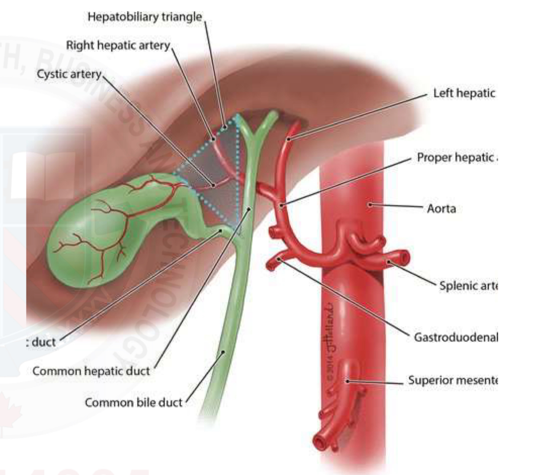 <p><span style="color: rgb(203, 213, 225)">Cystic artery originates from the right hepatic artery&nbsp;</span></p><p>Venous drainage of the gallbladder is by the way of the hepatic portal system&nbsp;</p>
