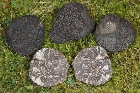 <p>What Phylum does the picture belong to? What is it?</p>