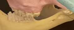 <p>Where bit goes, hole in jaw</p>