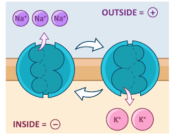 <p>Transports <strong>3 sodium</strong> <strong>ions</strong> <strong>out</strong> of the cell and <strong>two</strong> <strong>potassium</strong> <strong>ions</strong> <strong>into</strong> the cell.</p>