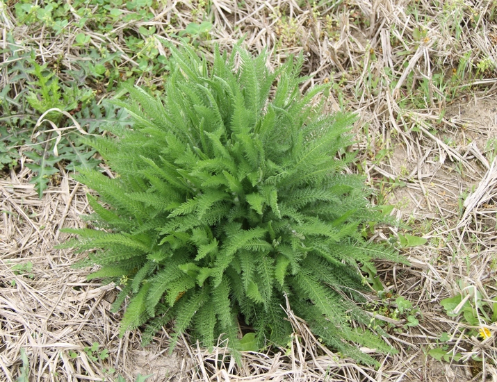 <p><em>Common </em>Yarrow </p>