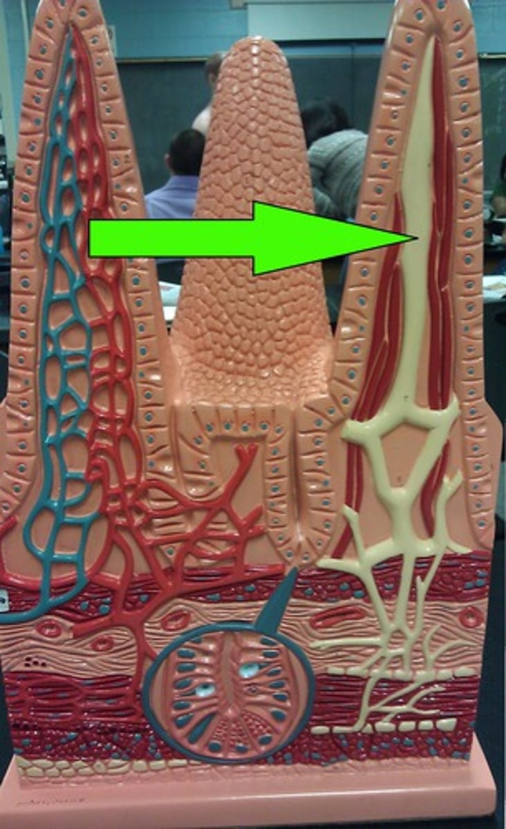 <p>specialized lymph vessels in the small intestine that absorb fat into the bloodstream</p>