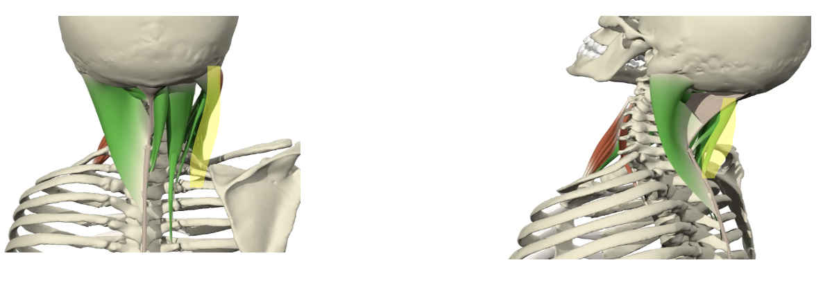 <p>M. levator scapulae</p>